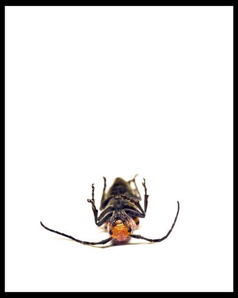 Beetle lying on it's back